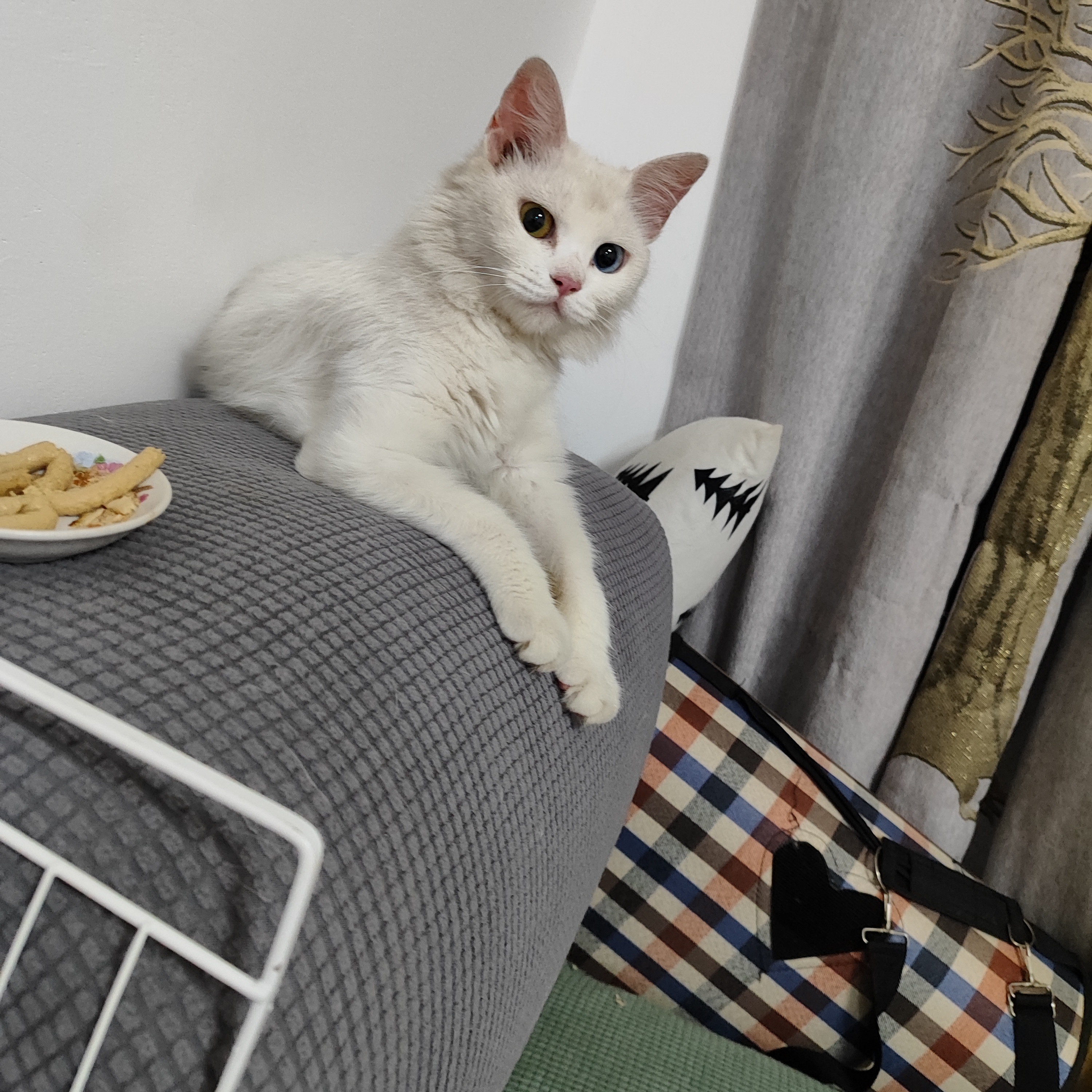 它在小区流浪一个多月了,刚来的时候还带着项链,有