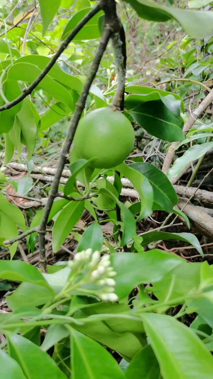 野生山橙山大哥