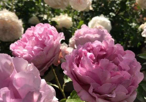 月季花伊芙草莓树、刺绣