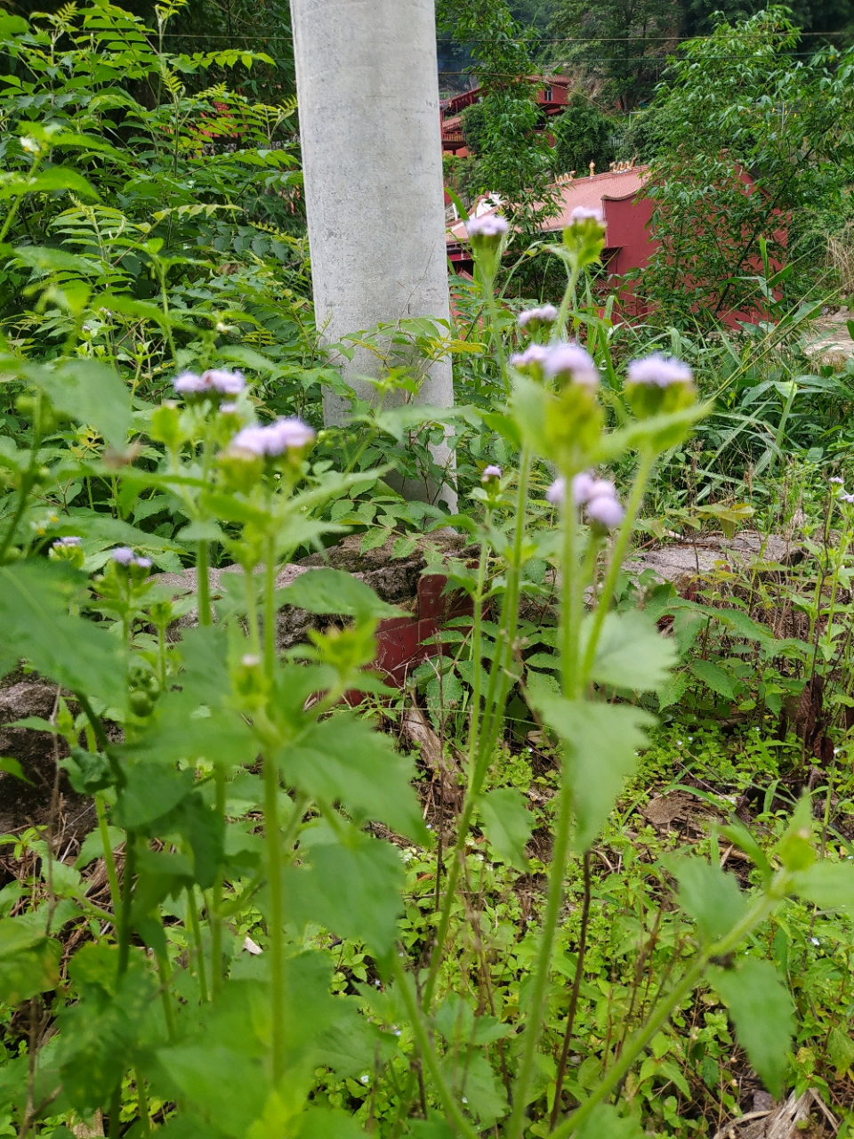 拔毒草药大全图片