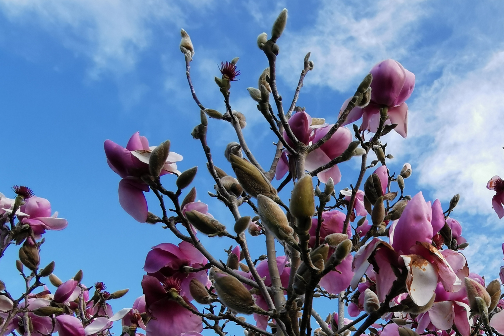 南半球九月的春天又见白玉兰花开