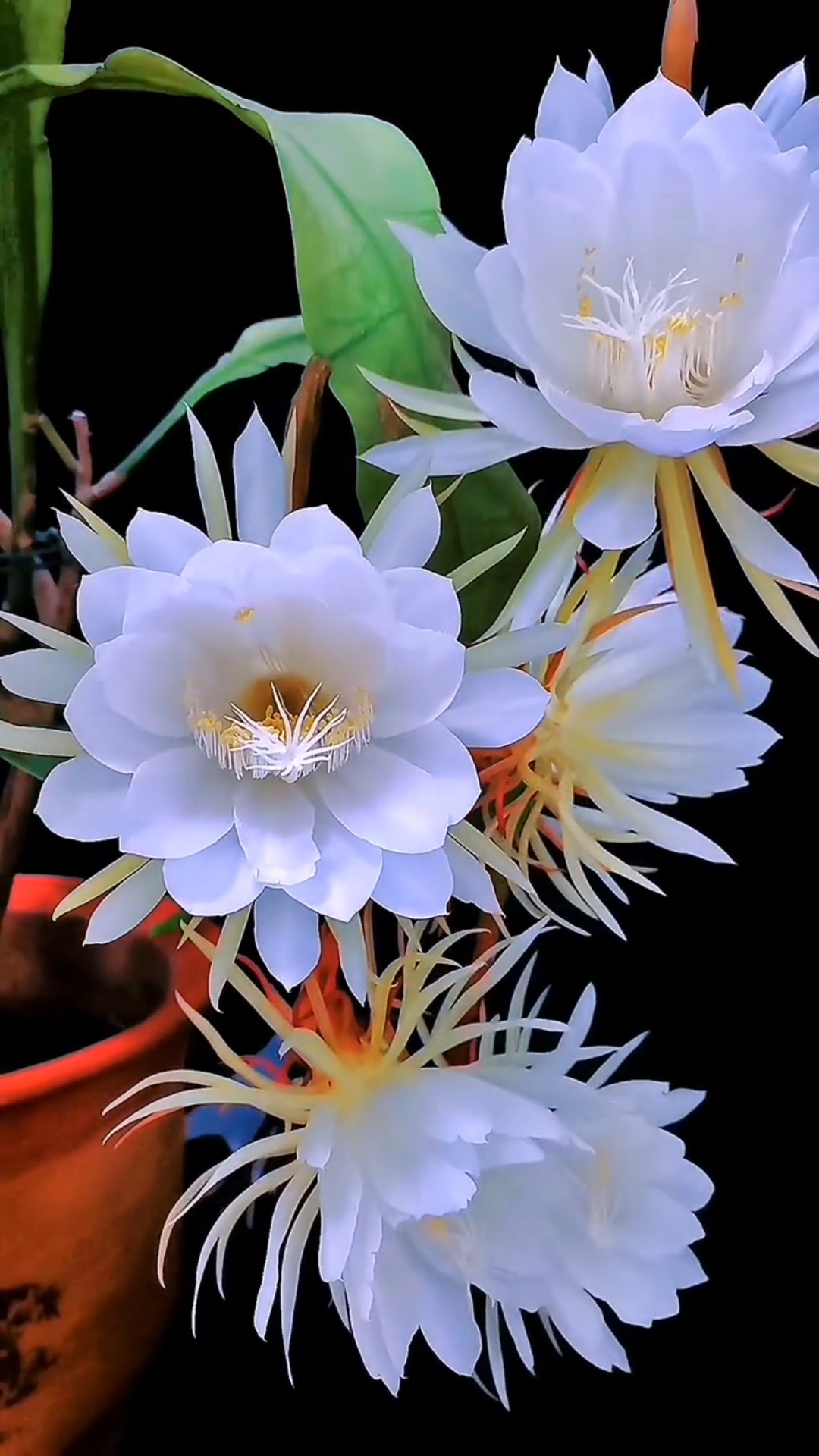 昙花仙子枝叶采,尊前韦陀威仪在.