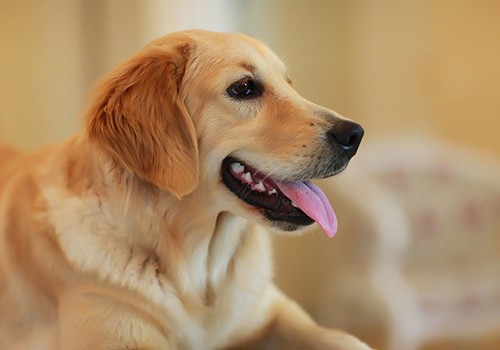 豆豆犬离世忍不住说几句