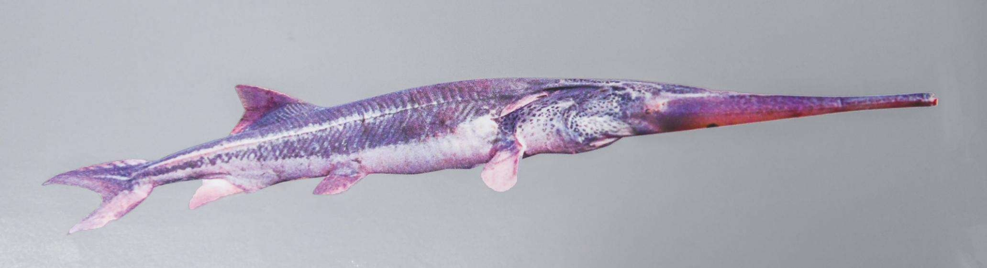 长江白鲟的"悲歌":存活了1.45亿年,为何没能跨过2020的新年?