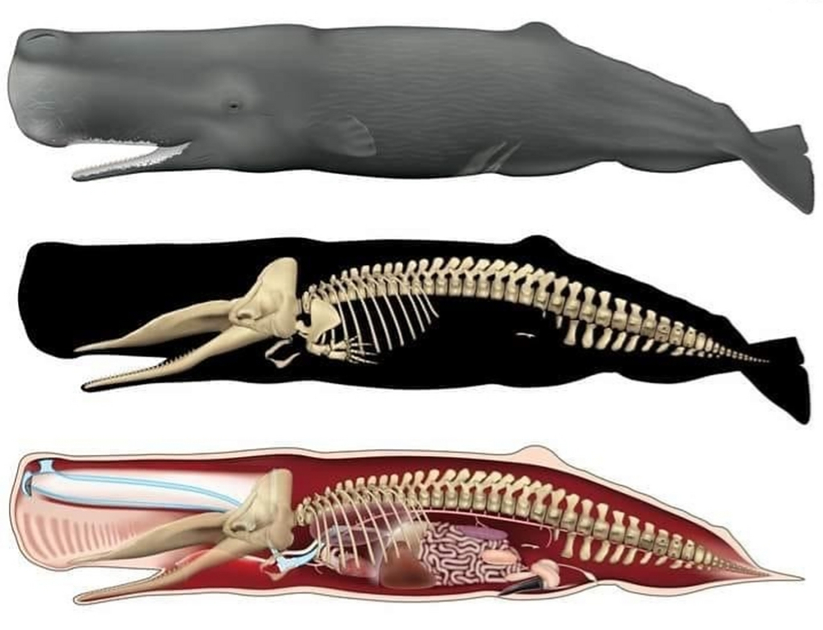 鲸鱼的骨骼长这样,你见过吗