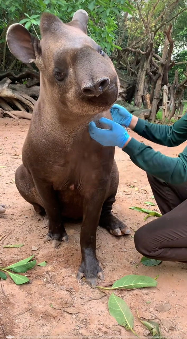 这是什么动物,好丑