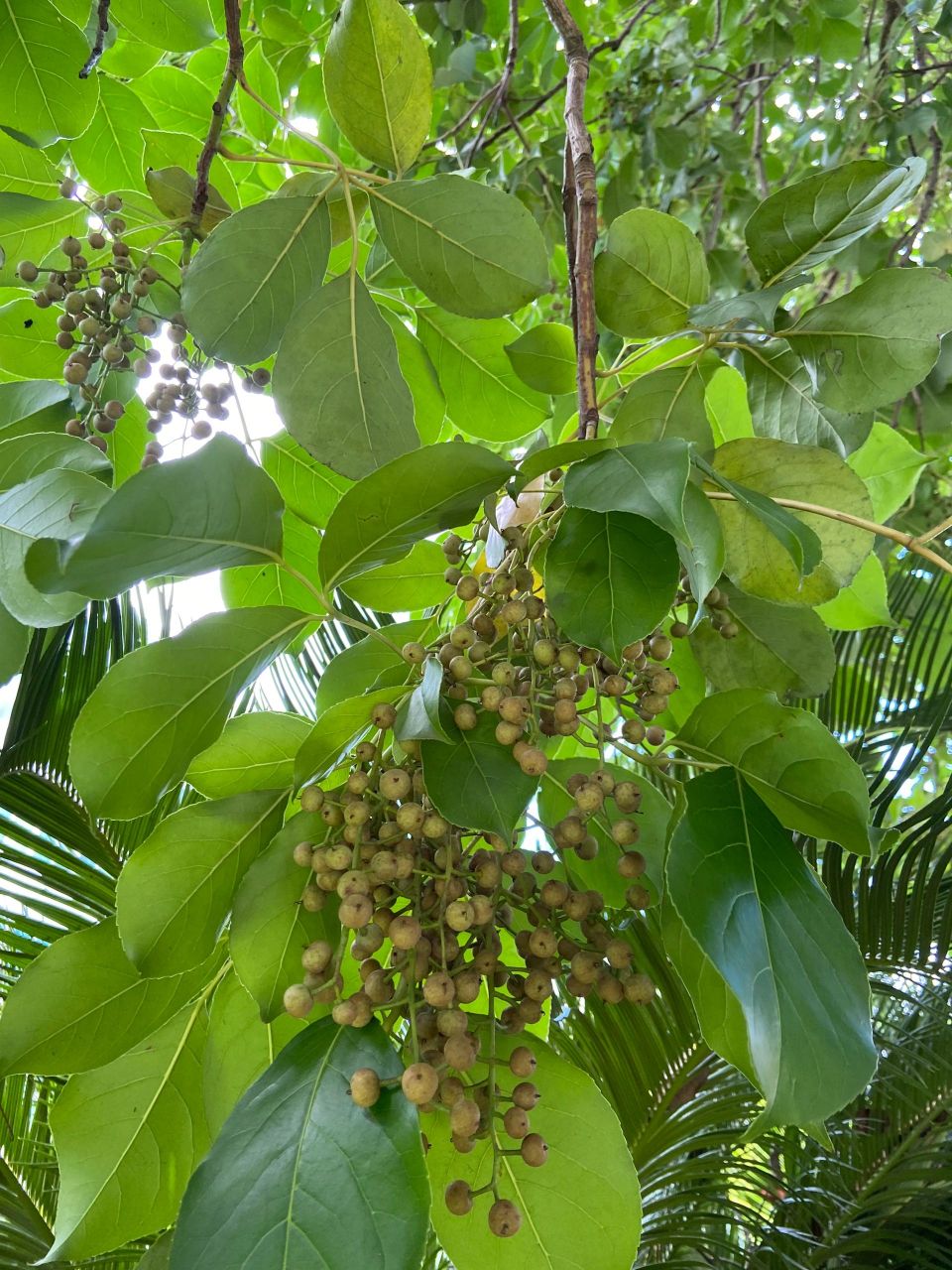这是什么树啊 这个树有结果子,有点像小时候做冰粉玩的果子,请问有人