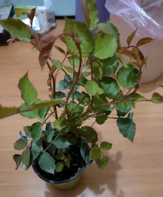 月季配土锯末占了很大比例是不是不行呢?