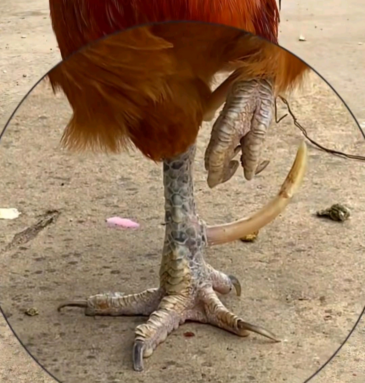 几年的公鸡才有鸡蹬了