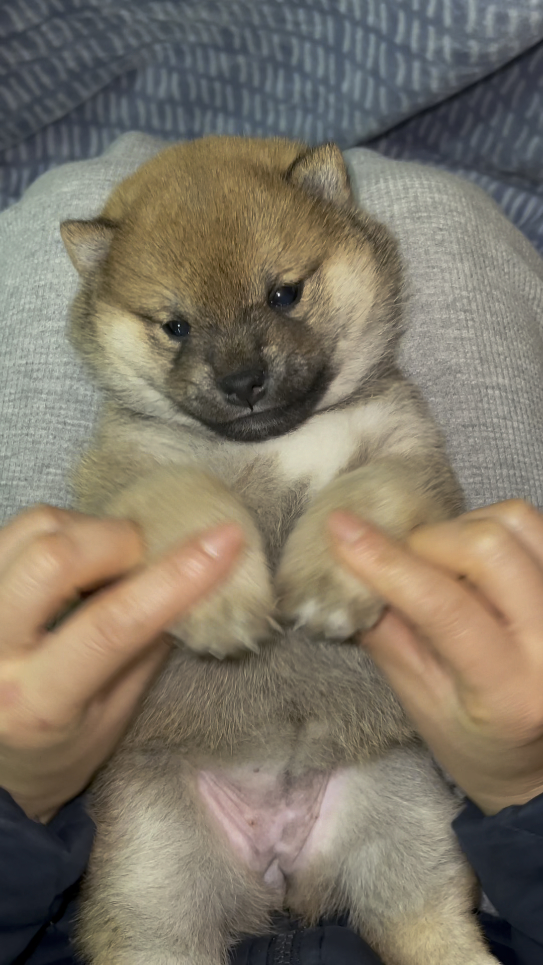 柴犬宝宝从出生到两个月的记录看完感觉是换了一个狗