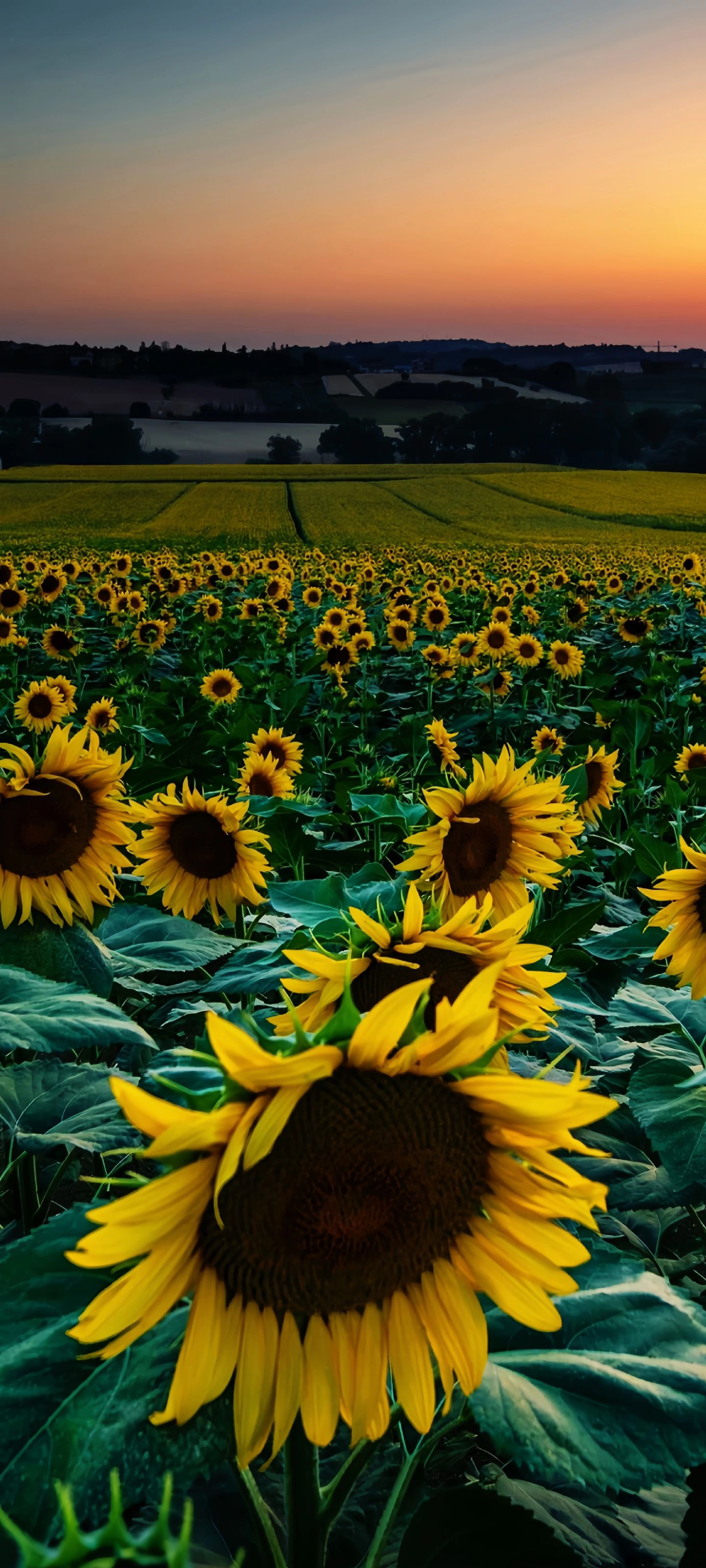 1440_3200竖版 竖屏