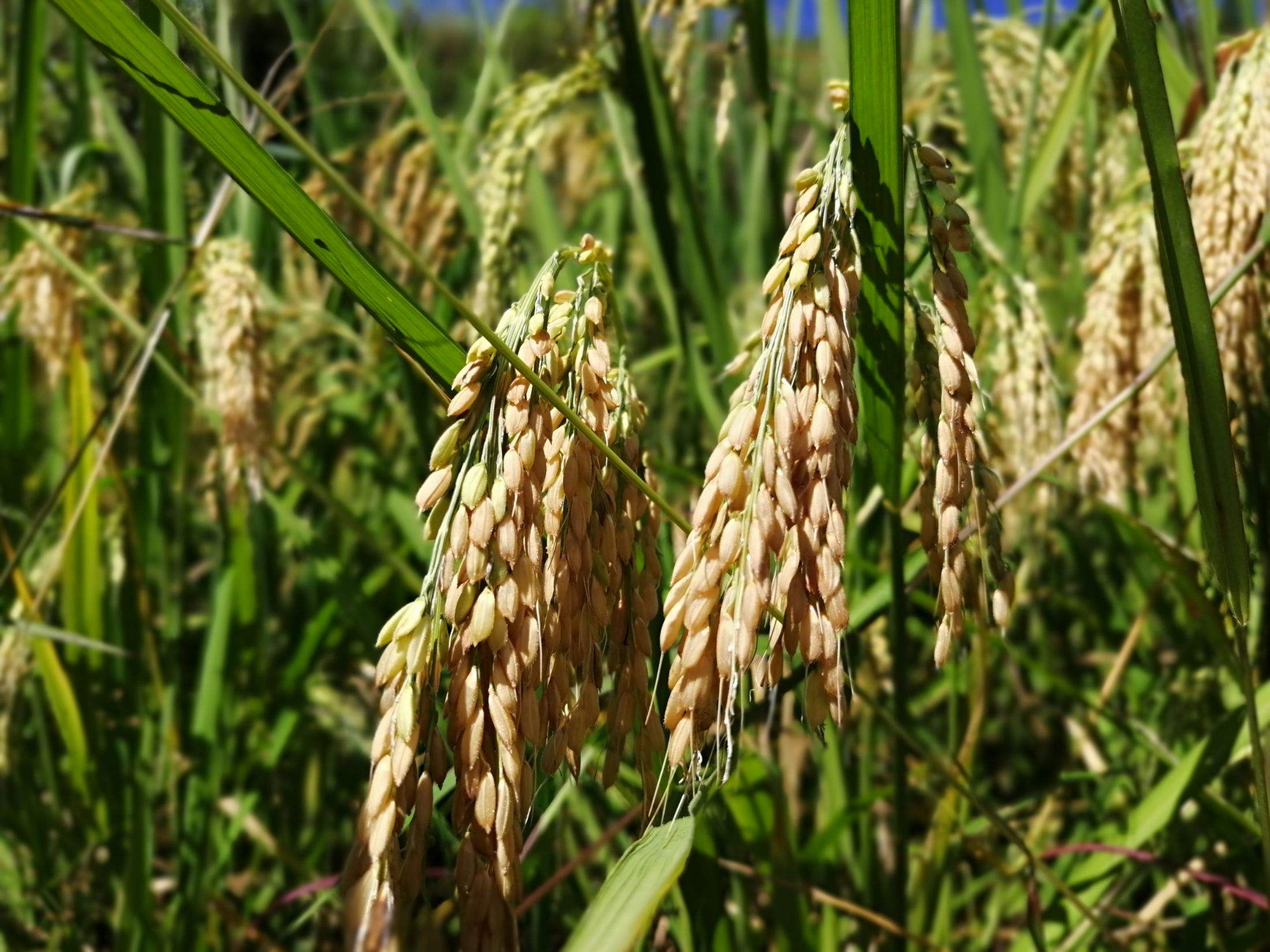 五位神仙骑着五只羊,给了一个孩子神奇的种子,救了孩子和父亲