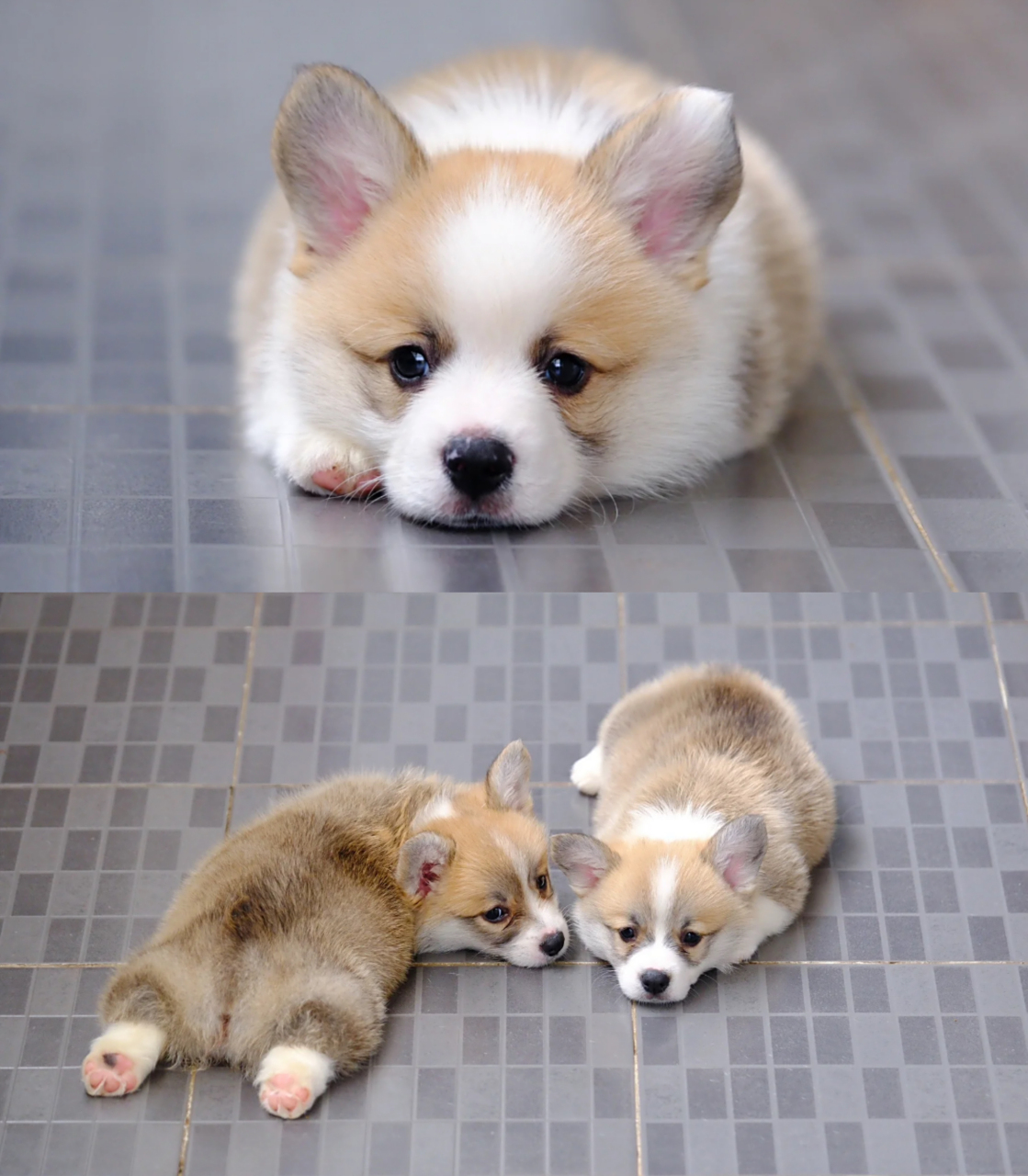 小柯基:说谁腿短呢,你礼貌吗?哈哈哈哈