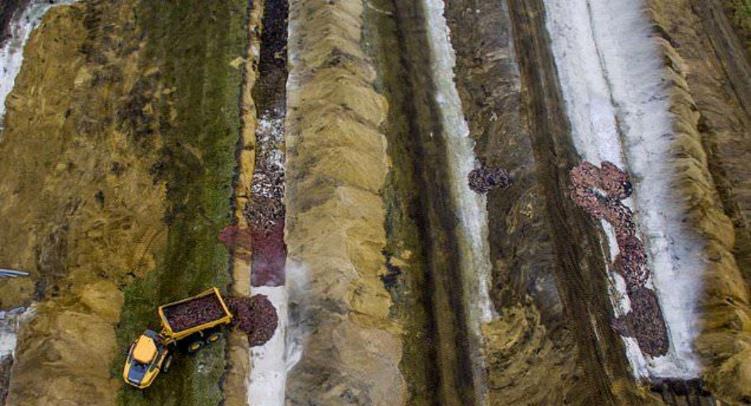 丹麦政府处理被扑杀的400万具水貂尸体