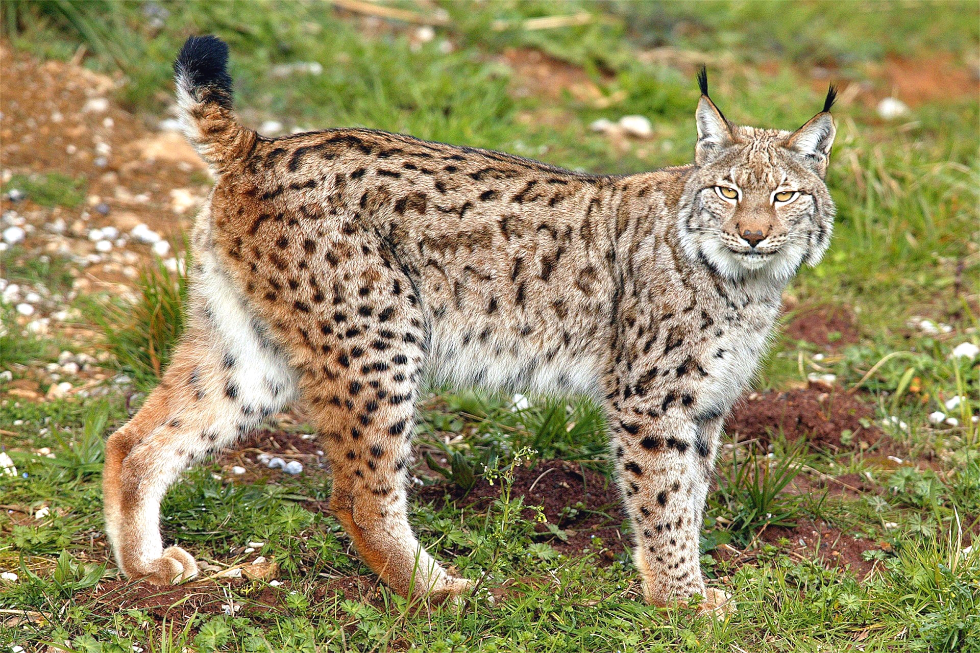 把狼杀到断子绝孙,号称"屠狼机器"的欧亚猞猁,到底有多猛?