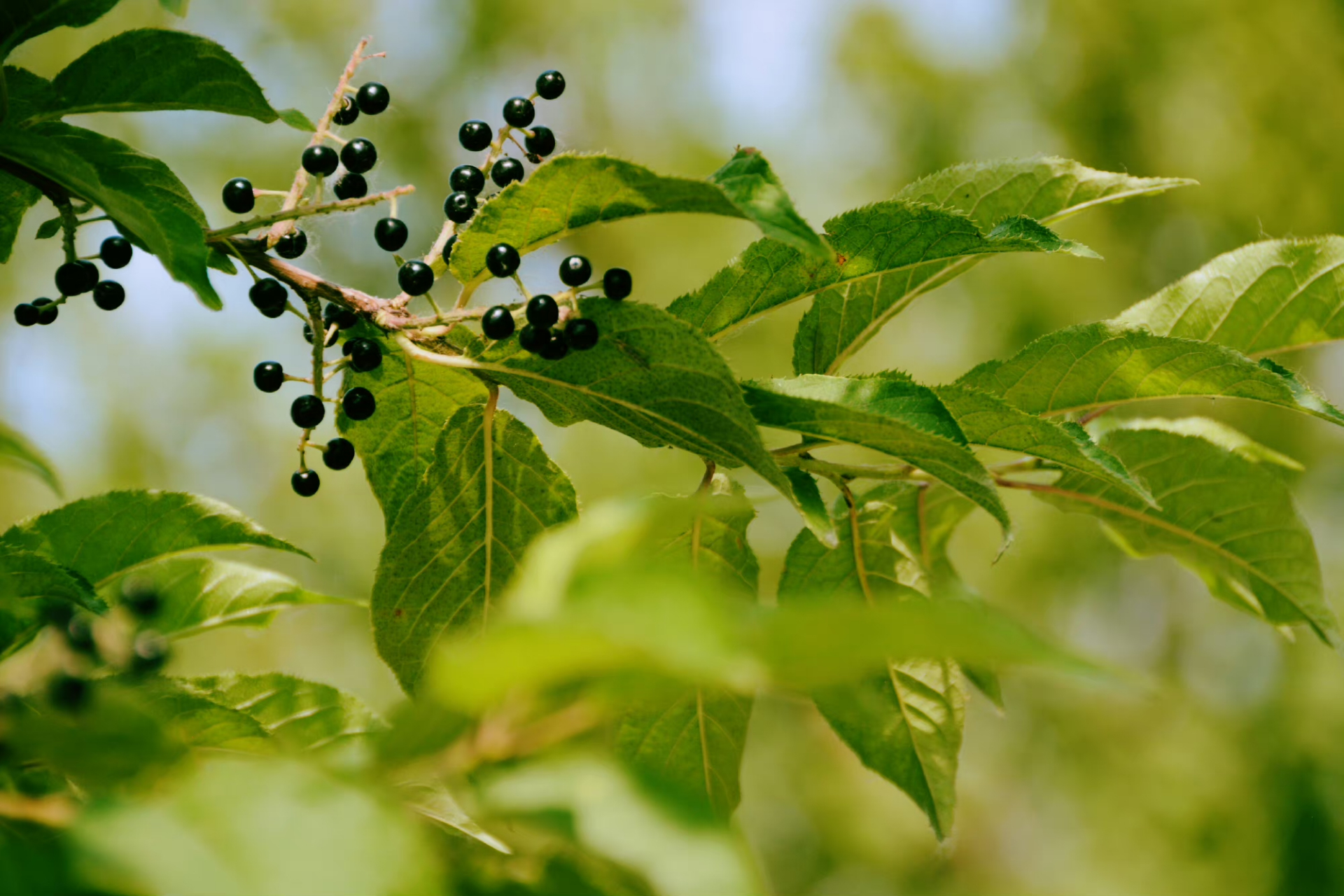 斑叶稠李树果实