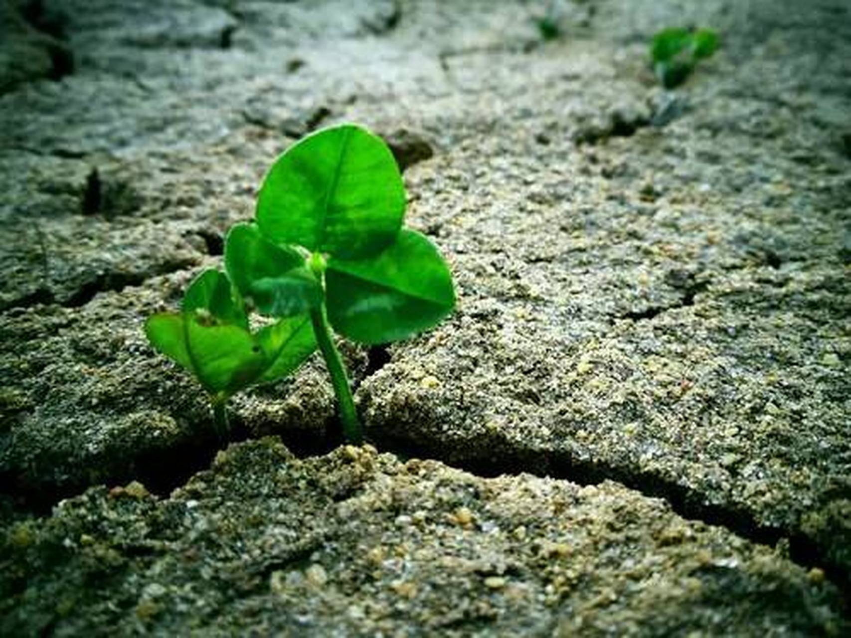 生存#职场生存# #生存##夹缝中以求生存#  鄙人出身耕农之家,落地时天