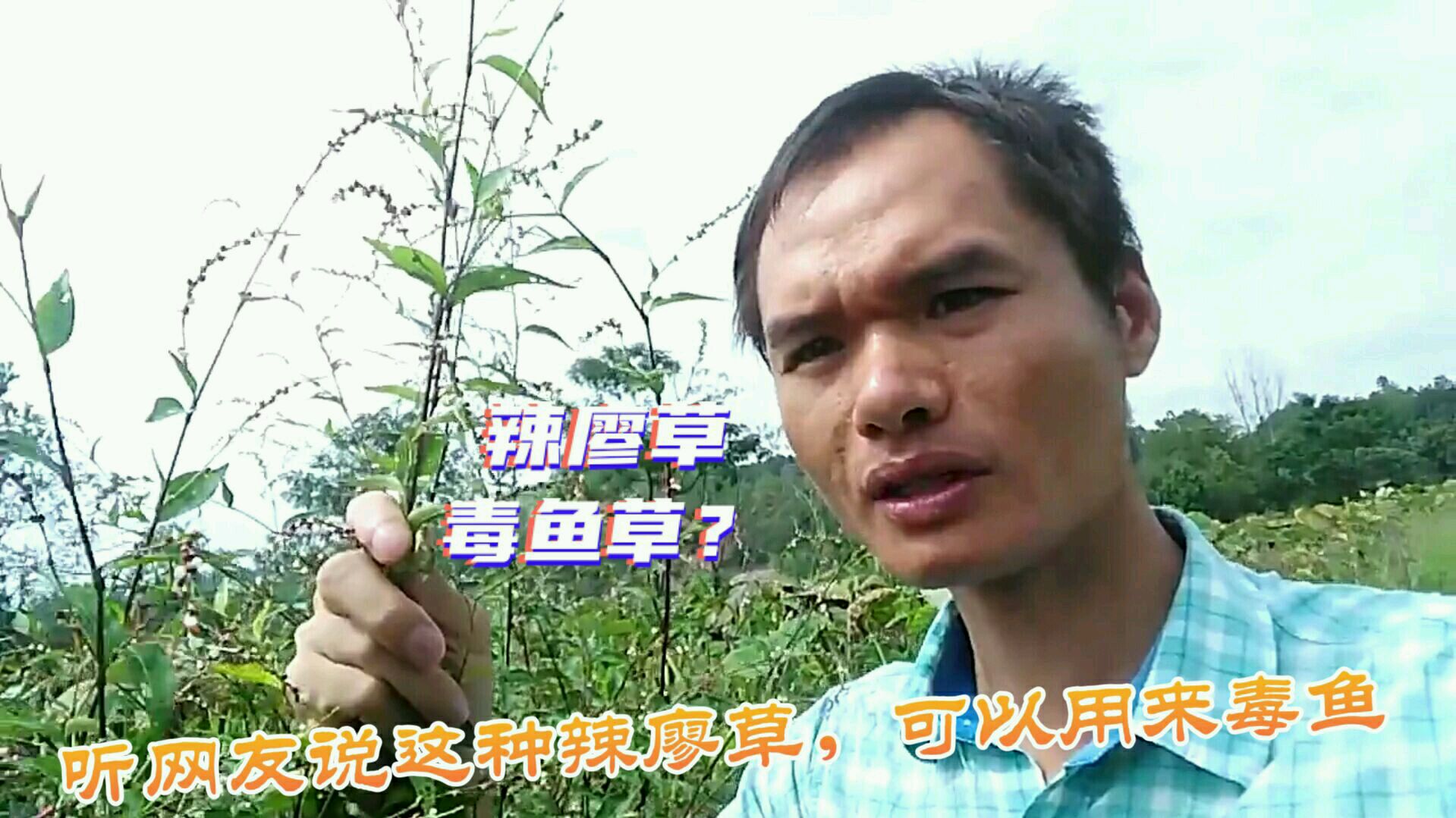 网友说这种辣廖草,可以用来毒鱼,试过效果,原来是这样的呀