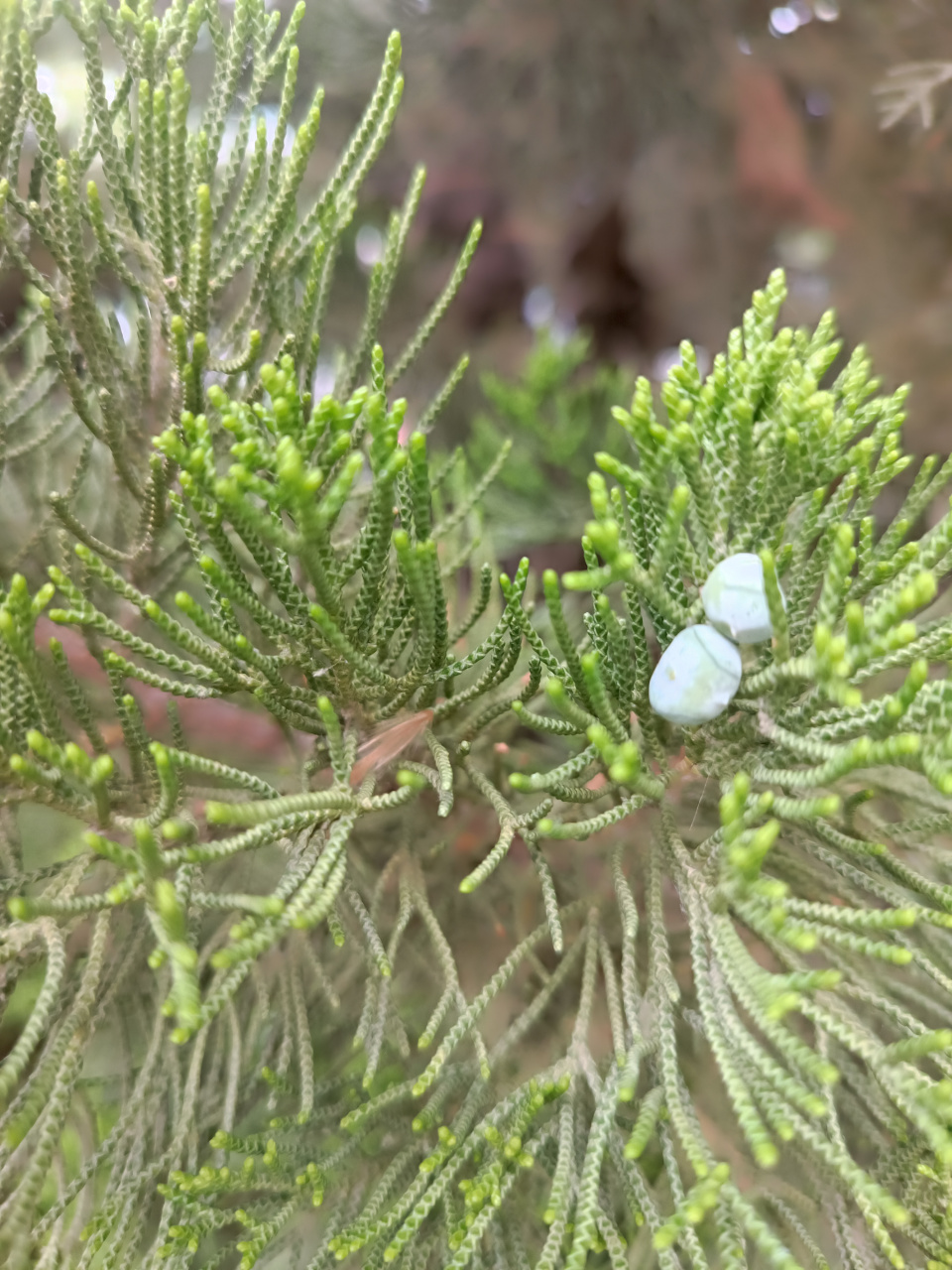 大家都摘过这种柏树上长的小疙瘩吧?