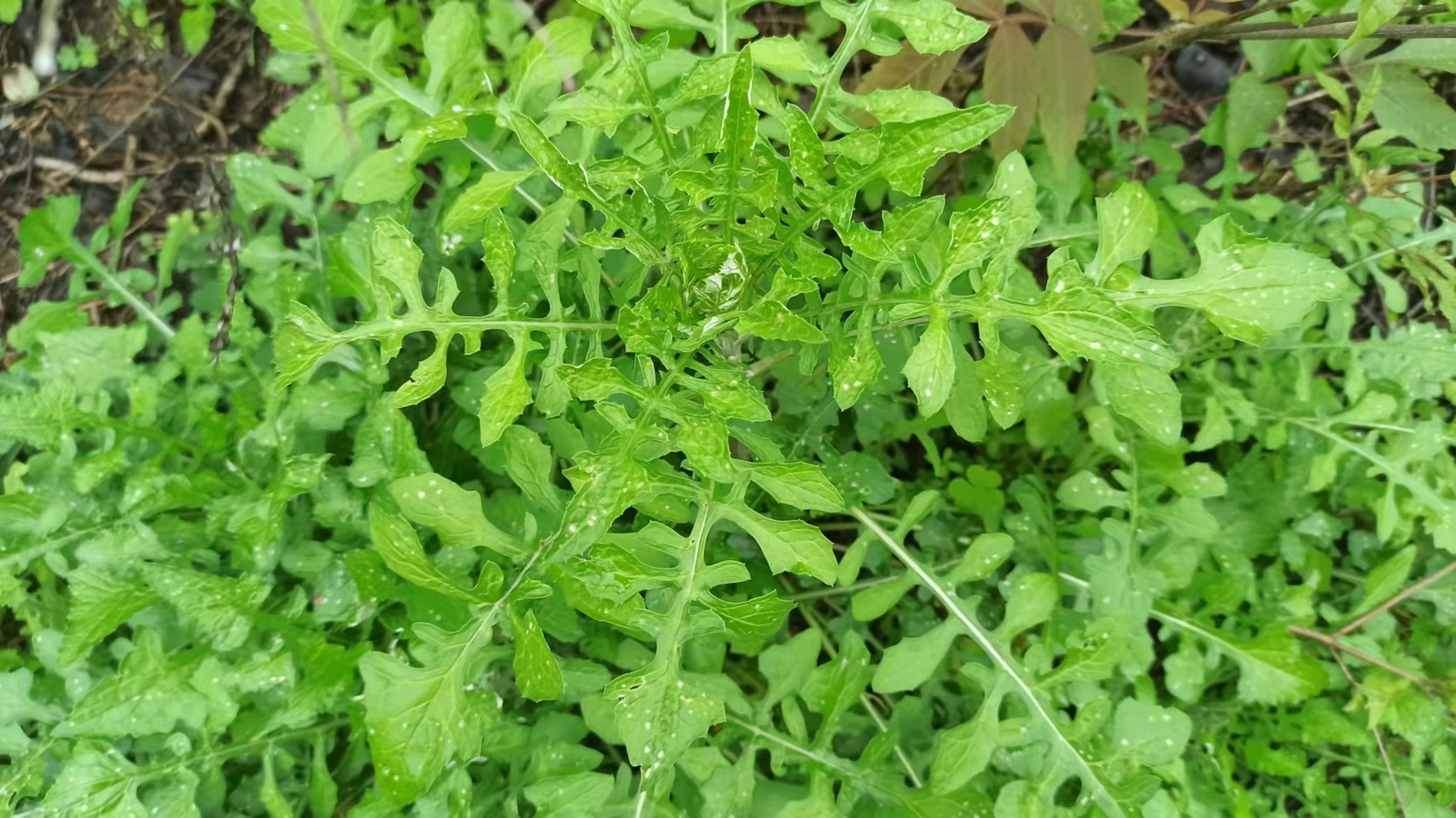 泥胡菜又叫剪刀菜即是野菜又是中草药