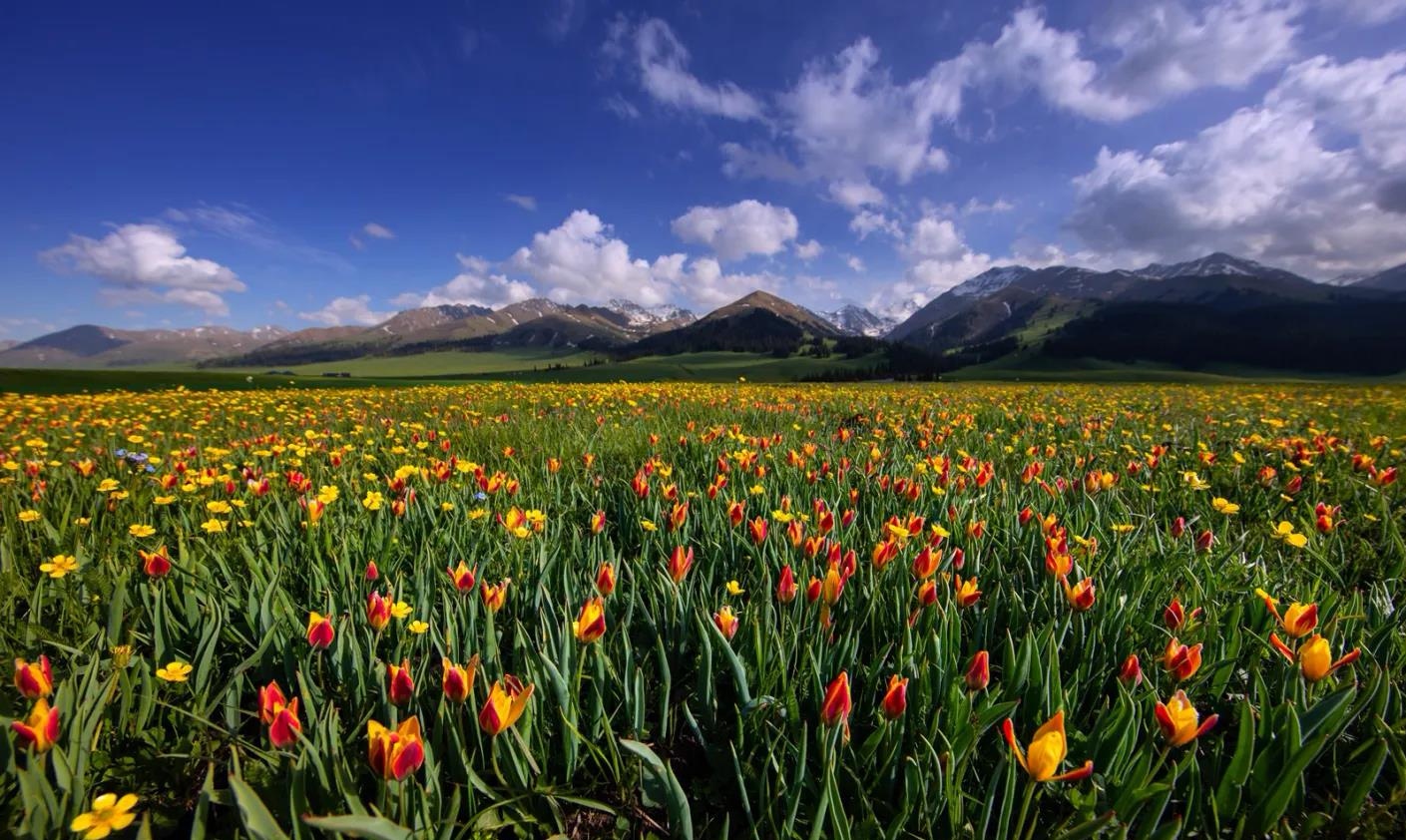 濒危保护级别的新疆野生郁金香花卉王国皇后的起源