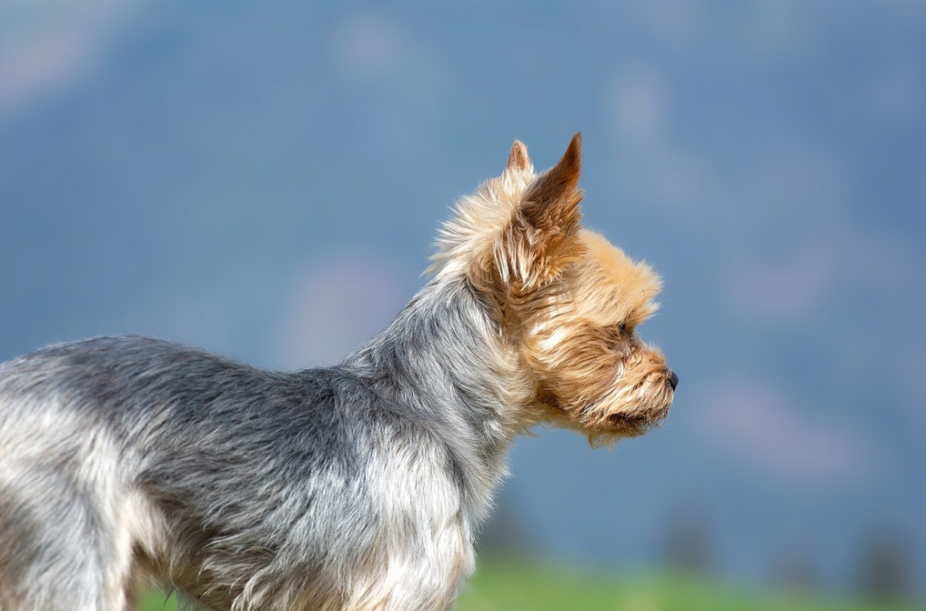 西班牙小猎犬图片