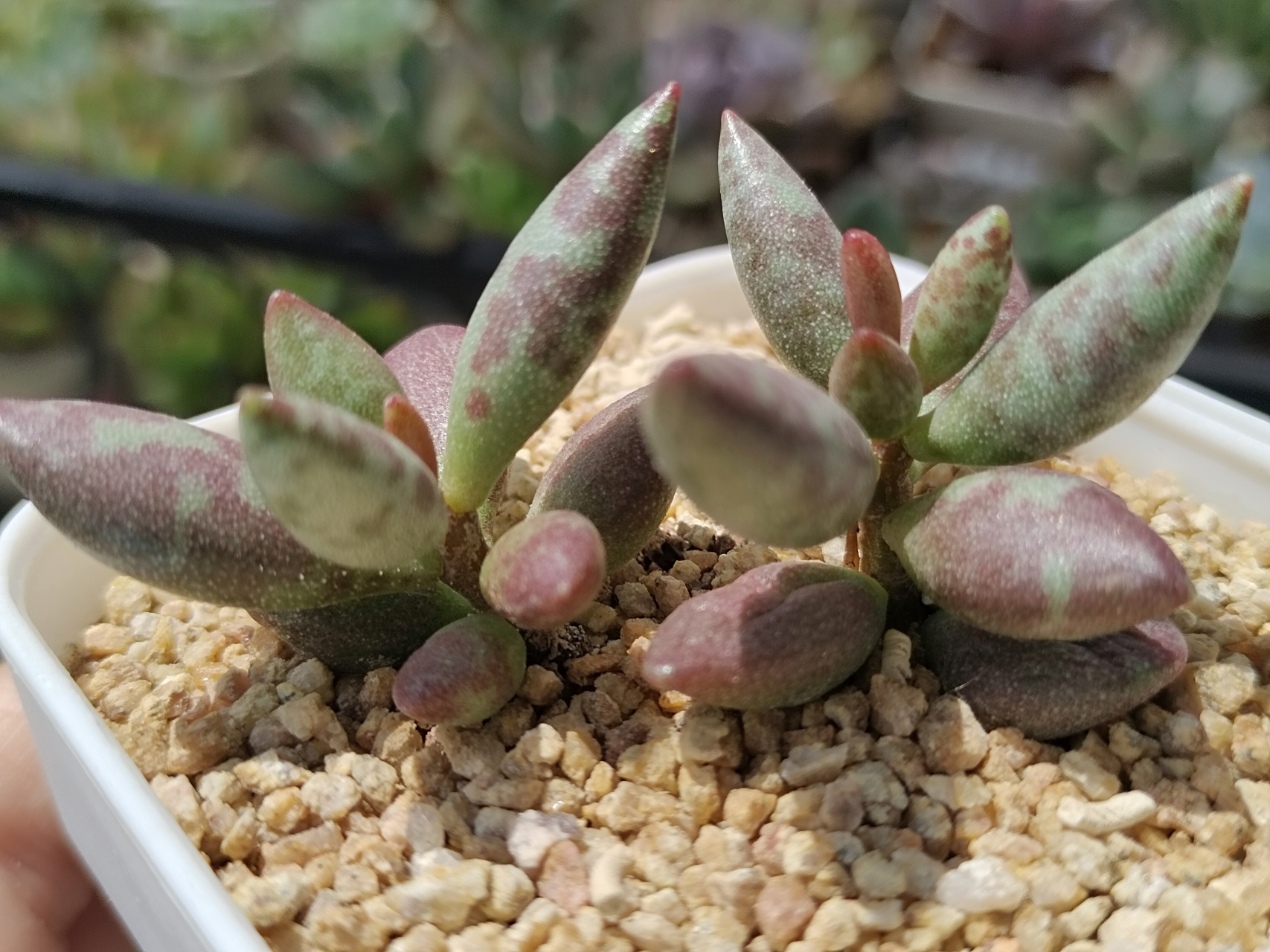 动态30天打卡挑战# 自己叶插的梅花鹿水泡,快两年了才这么点大,母本