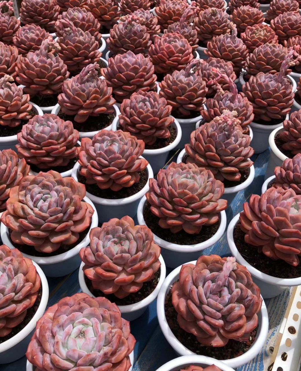 陈梦露夏天的状态,又给我信心了.