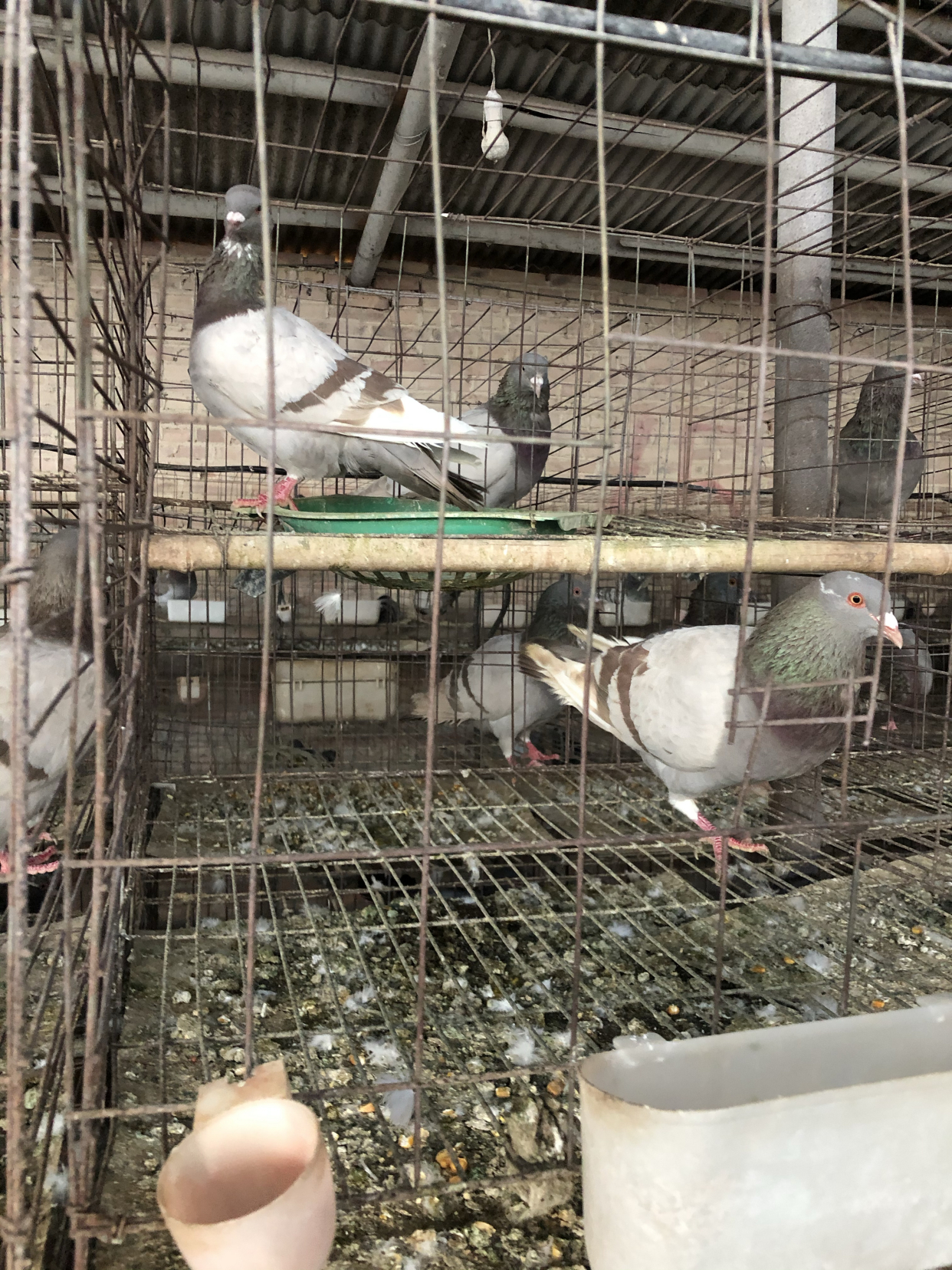 肉鸽养殖中常见品种之一落地王鸽