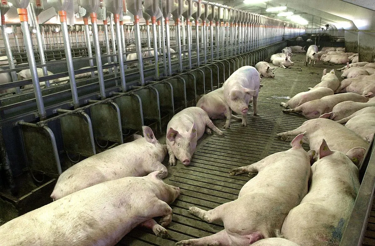 日本兵库县一养猪场爆发猪瘟,约650头猪将被扑杀