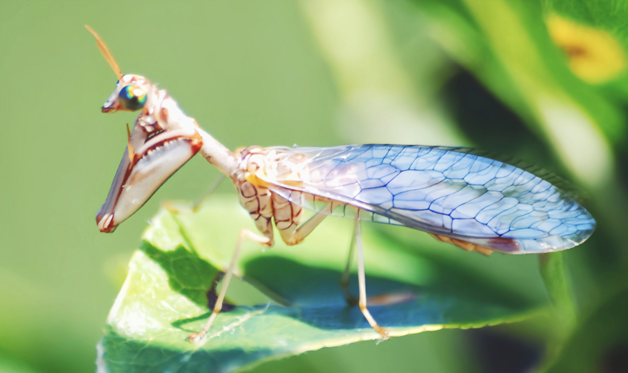 每天认识一种昆虫——棕色螳蛉 棕色螳蛉别名铜头螳蛉是脉翅螳蛉科