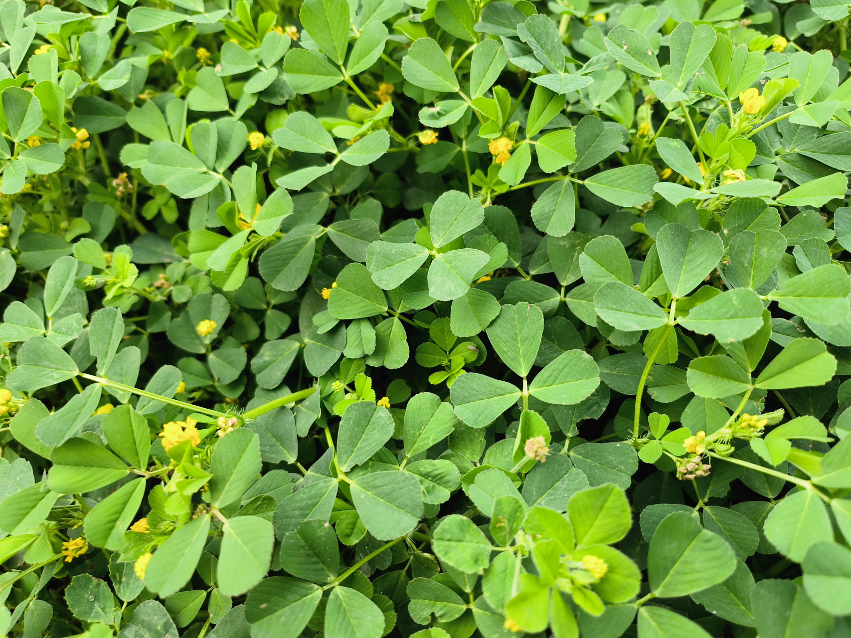 三叶草(英文名称:shamrock):是多种拥有三出指状复叶的草本植物的通称