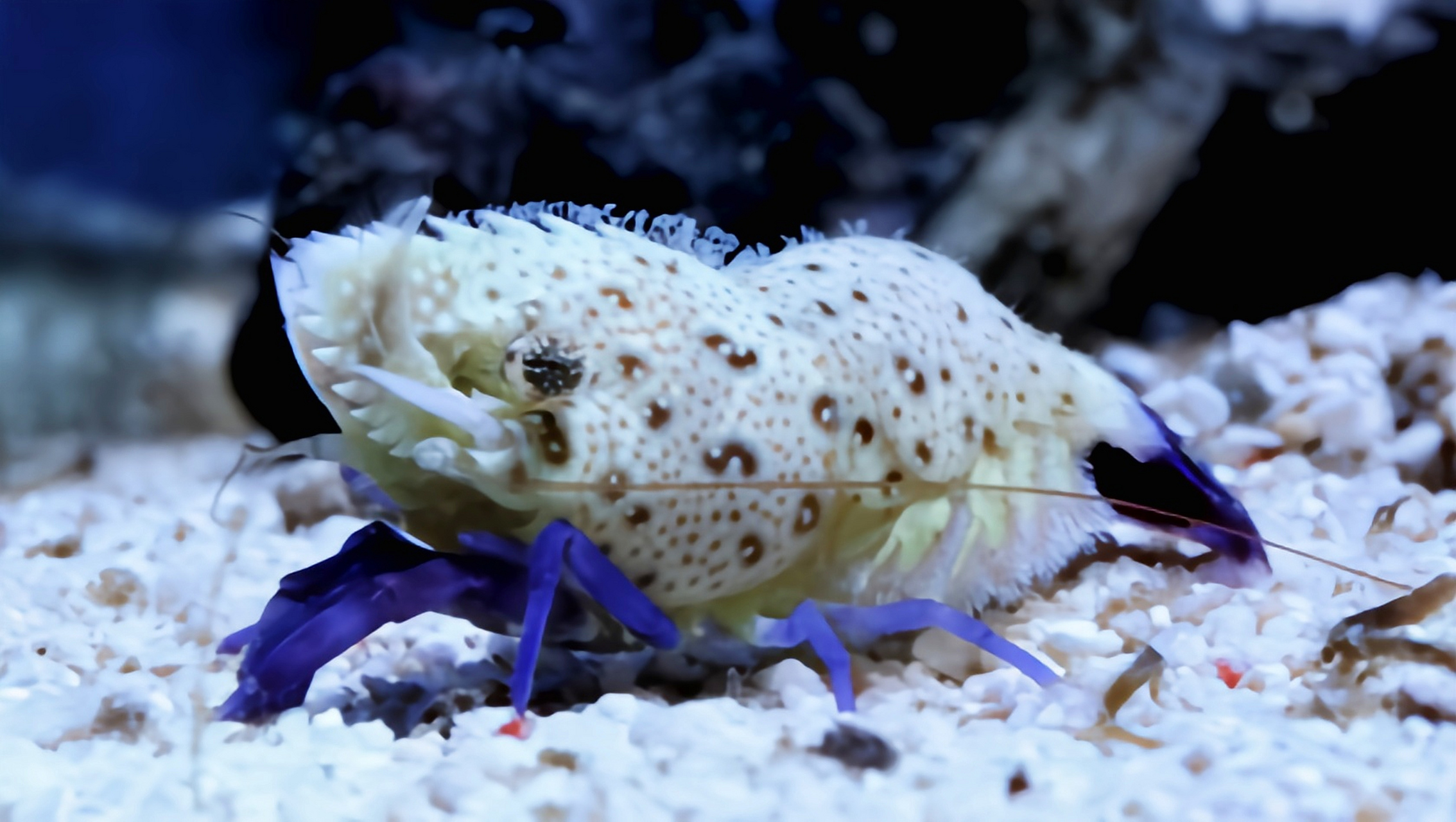 每天认识一种动物——绵羊虾 绵羊虾别名紫脚绵羊虾,原产于印度洋