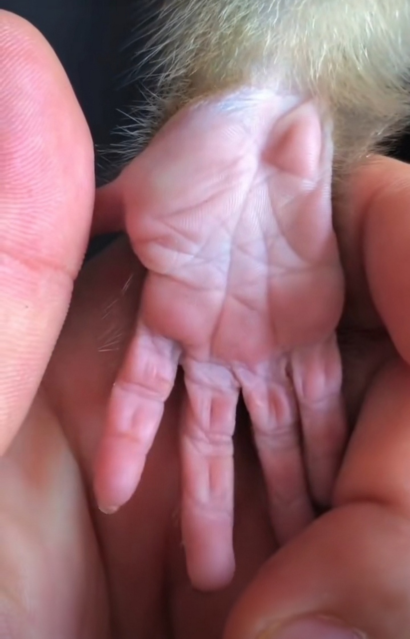 这手掌和人的手掌有差别吗?这能分的清楚吗?#猴子# #搞笑