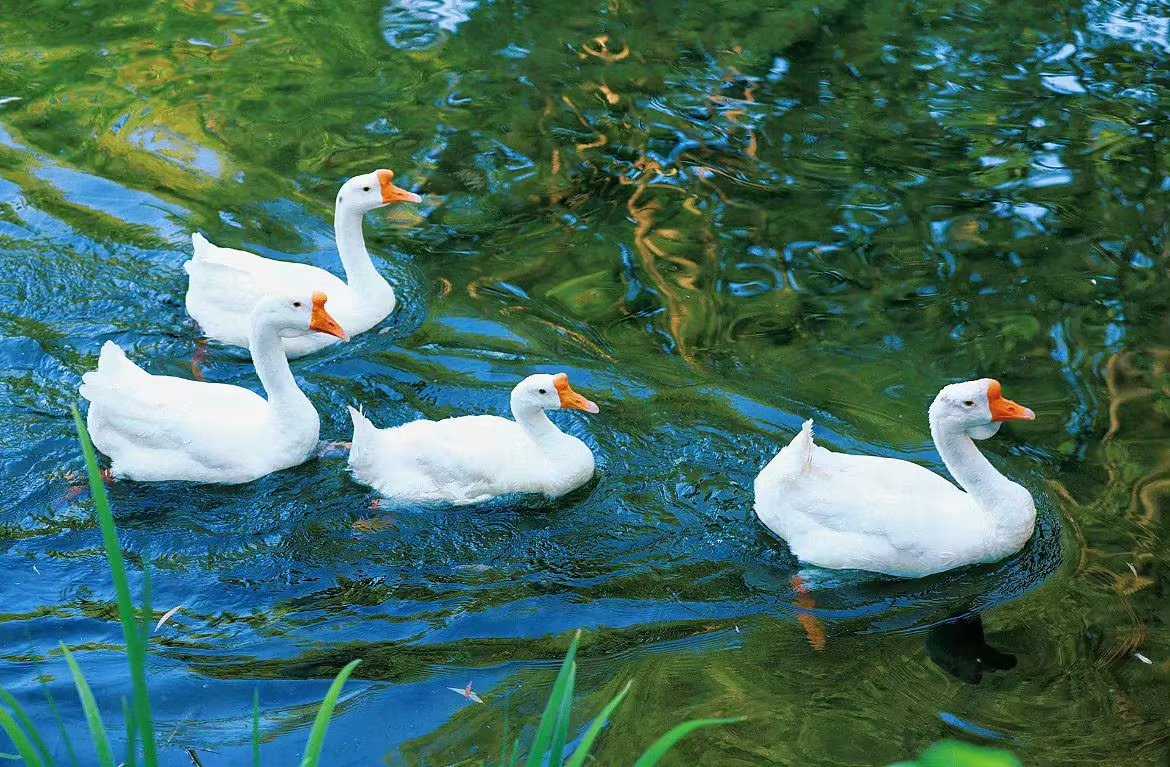 鹅鹅鹅,曲项向天歌.白毛浮绿水,晚上炖大鹅