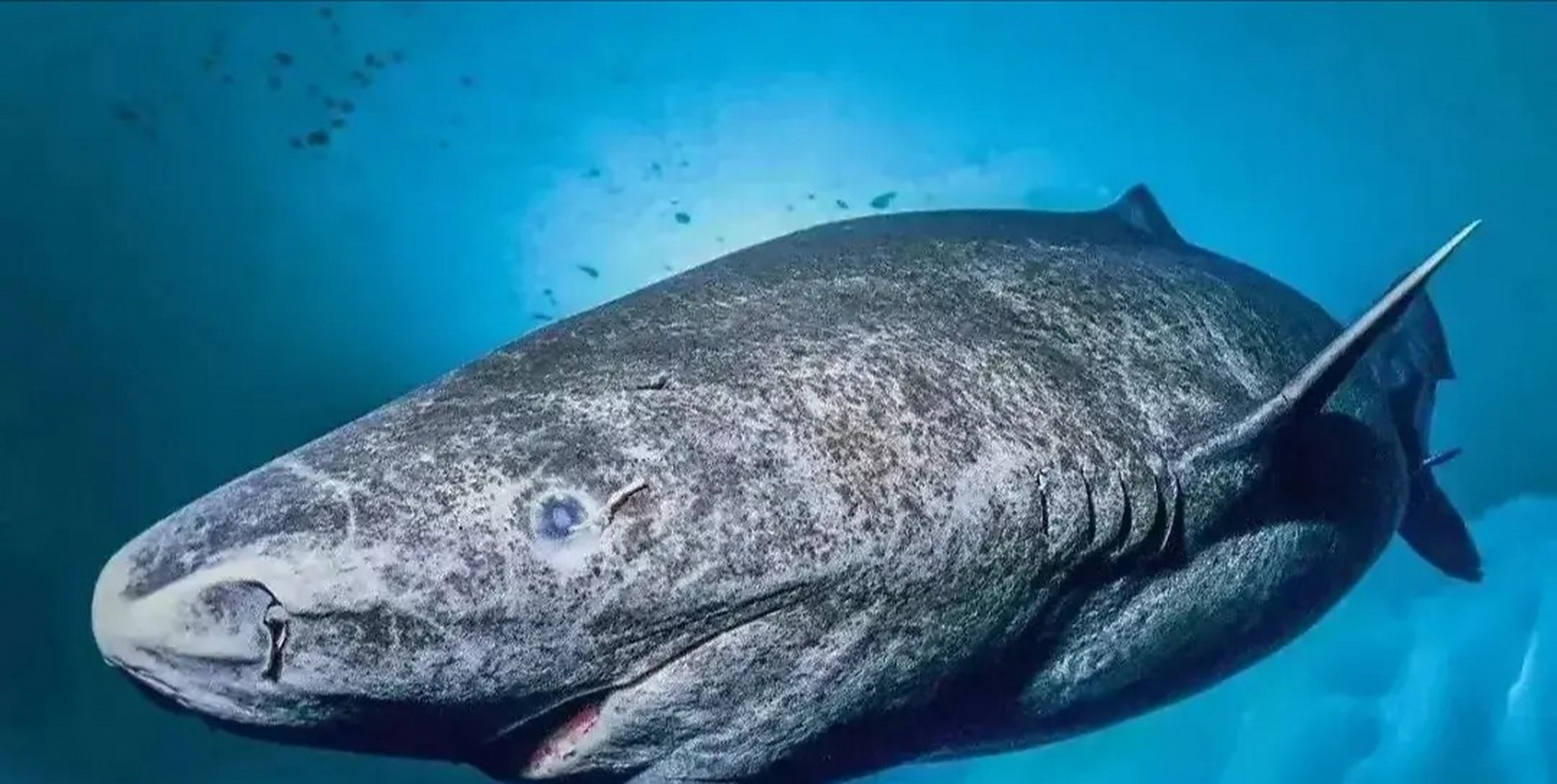 有时候拥有长生并不一定是一件好事.