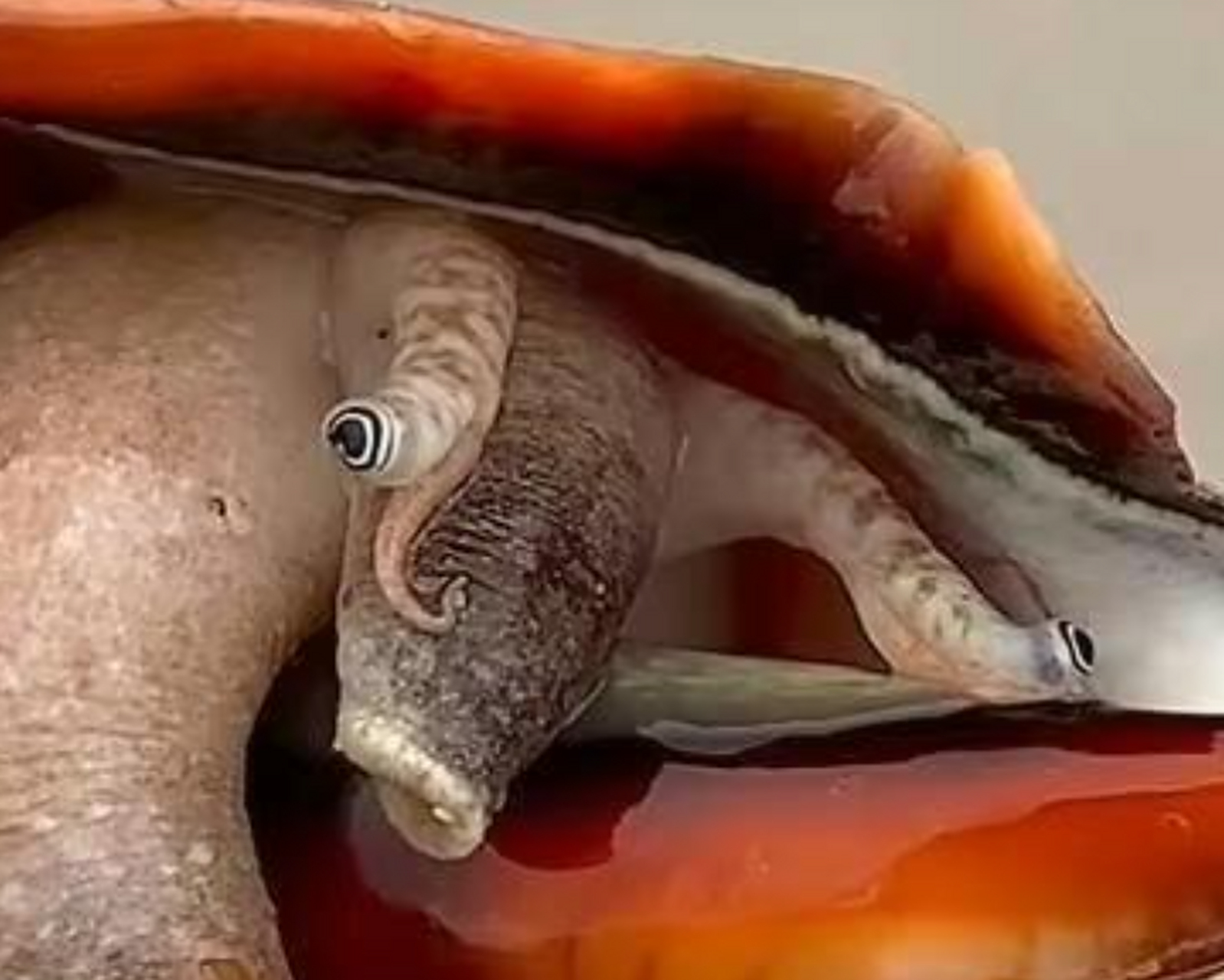 买回来一只海螺,仔细观察,原来长这个样子!