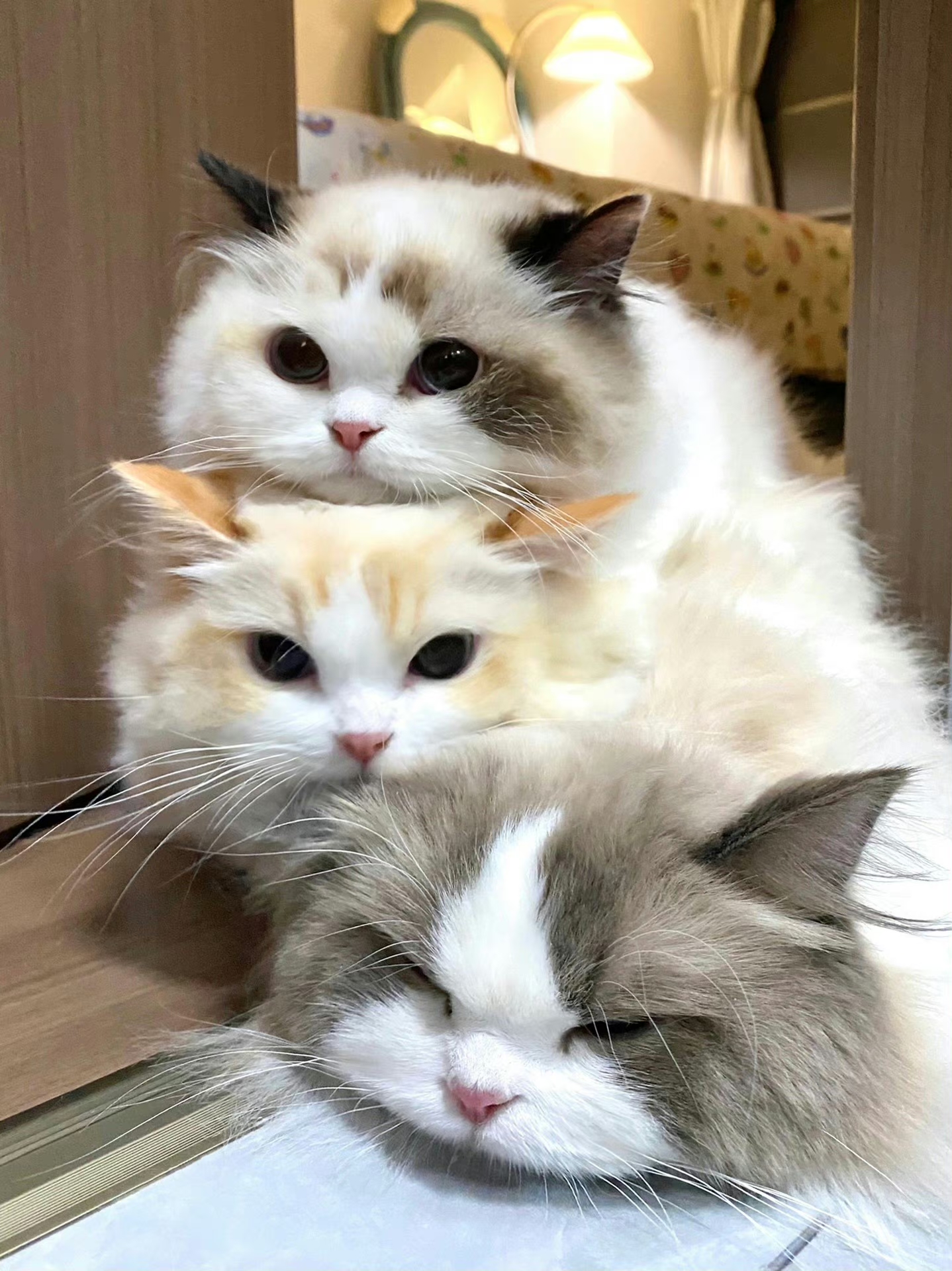 百万创作者计划 发现了猫猫叠叠乐非常可爱所以
