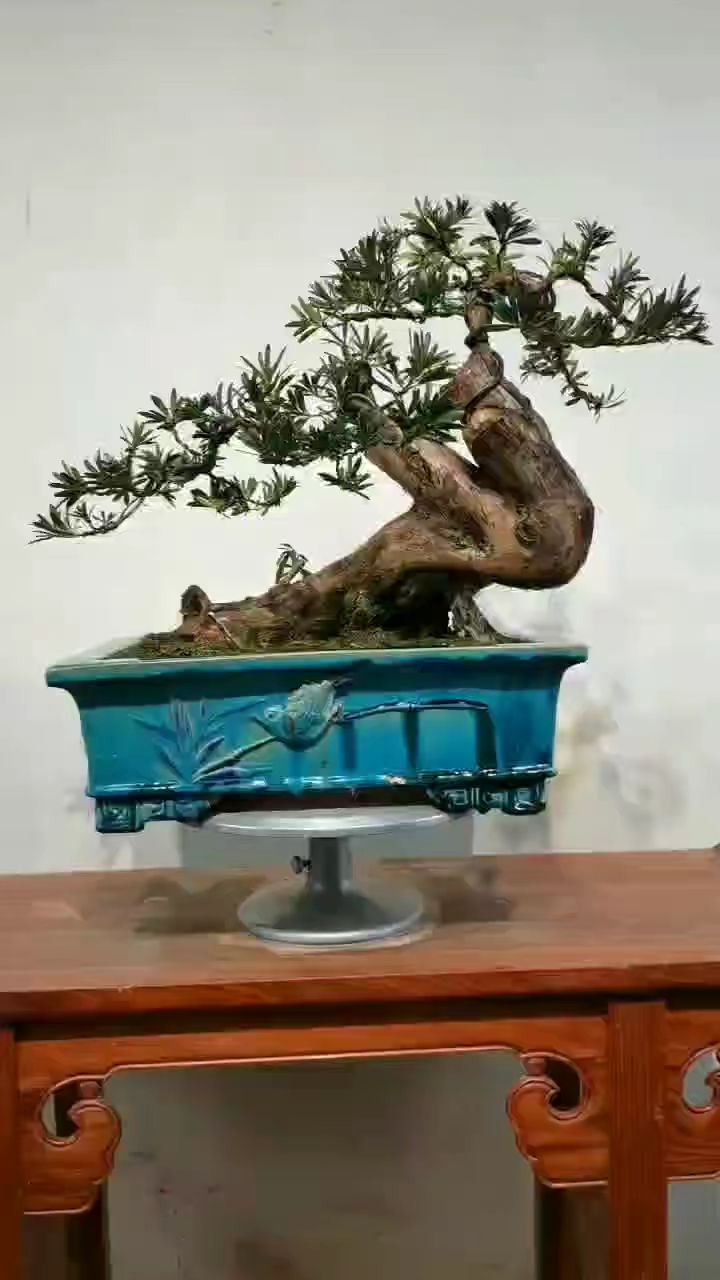 怪异矮霸罗汉松,大自然的鬼斧神工-度小视