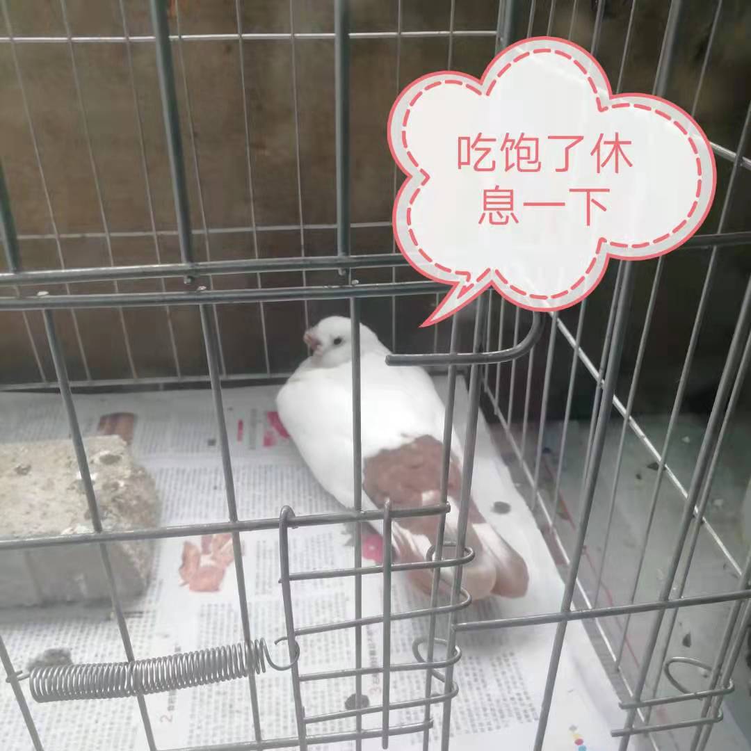 鸽子脖子脱毛正常吗?
