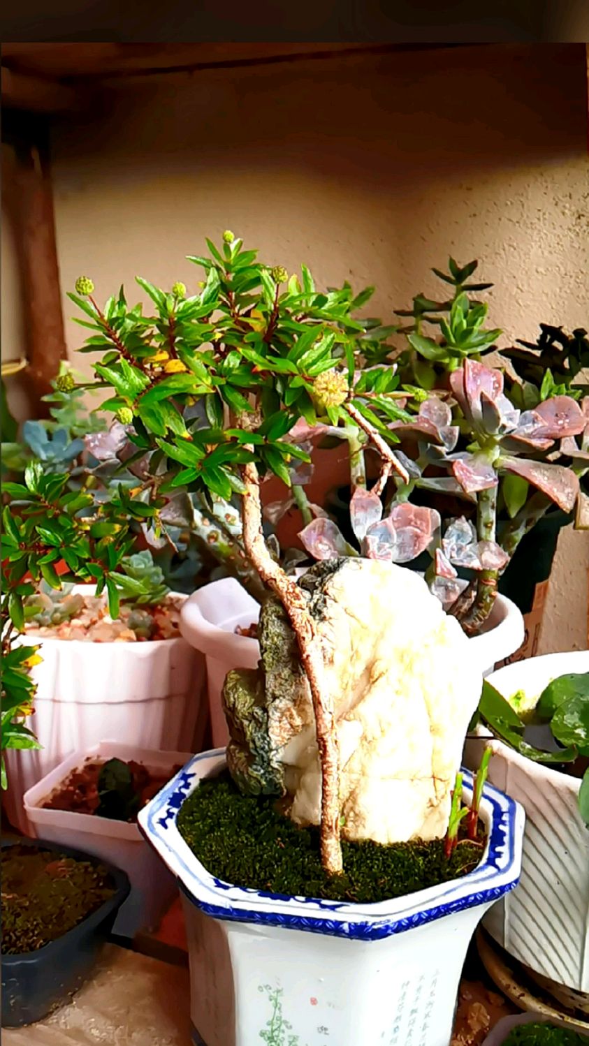 最近很流行种植它,水陆两栖植物—水杨梅-度小视