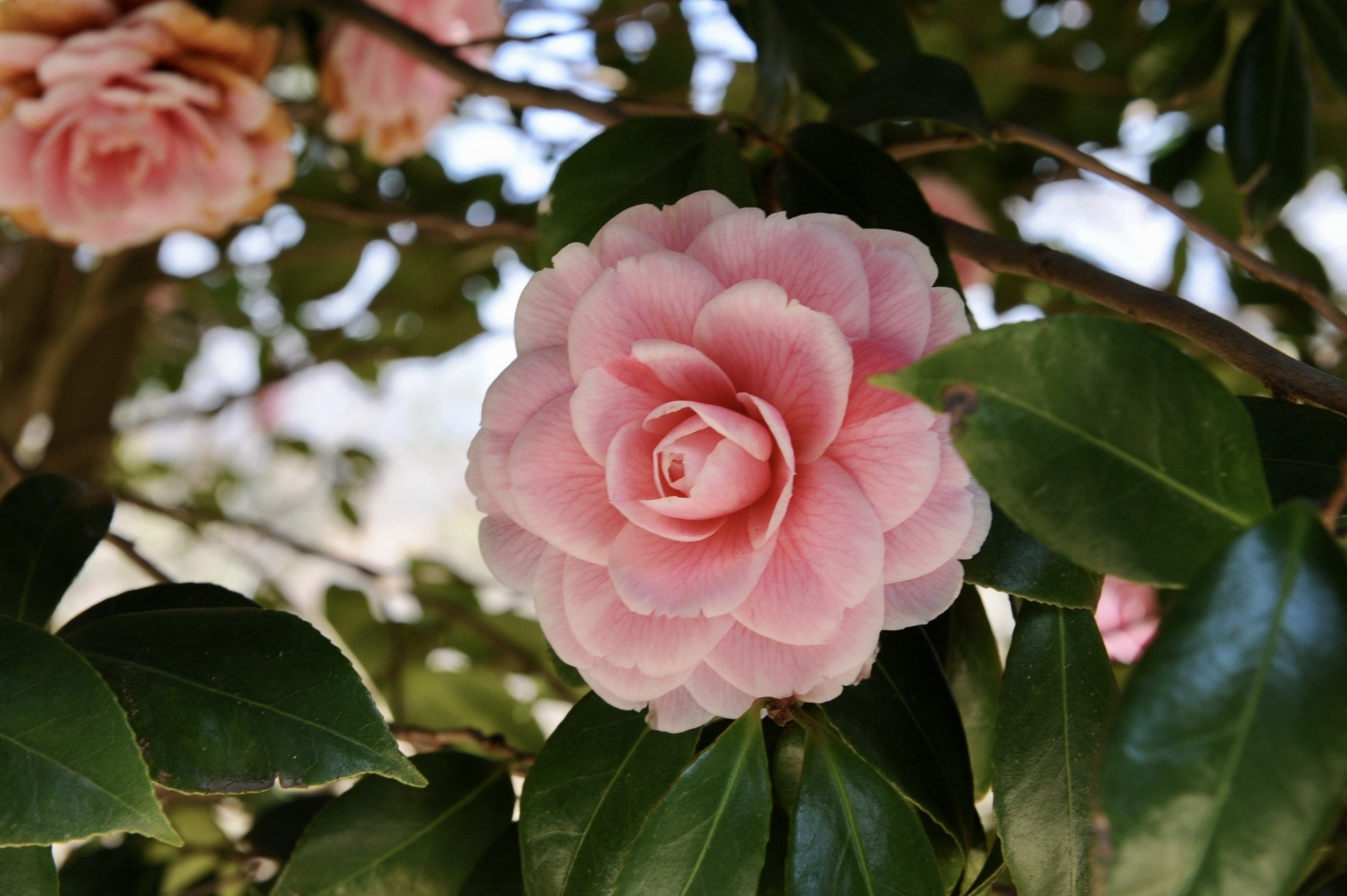 精致又清新的山茶花!