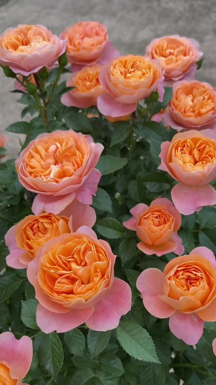 血橙果汁 果汁阳台月季 !