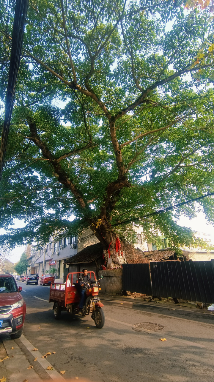 藏不住的双流# 这里是成都双流区籍田镇上的一条被时间遗忘的老街