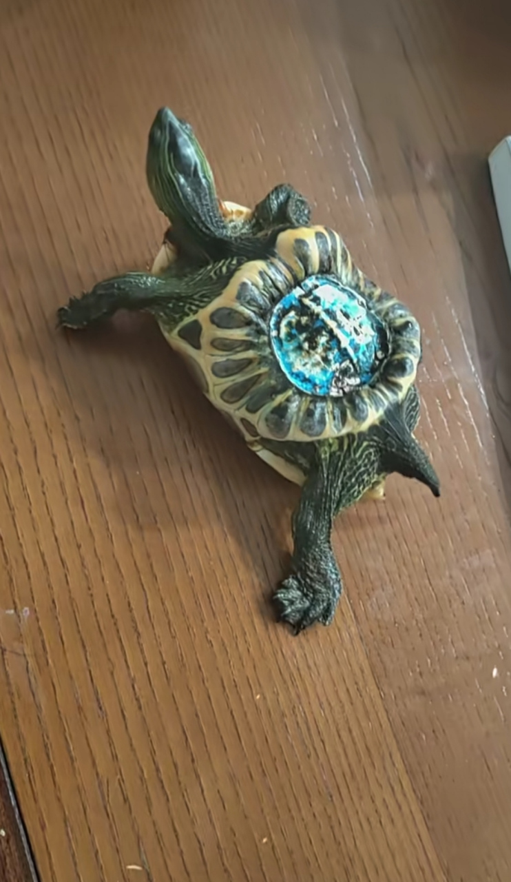 看这只乌龟,彩色乌龟!