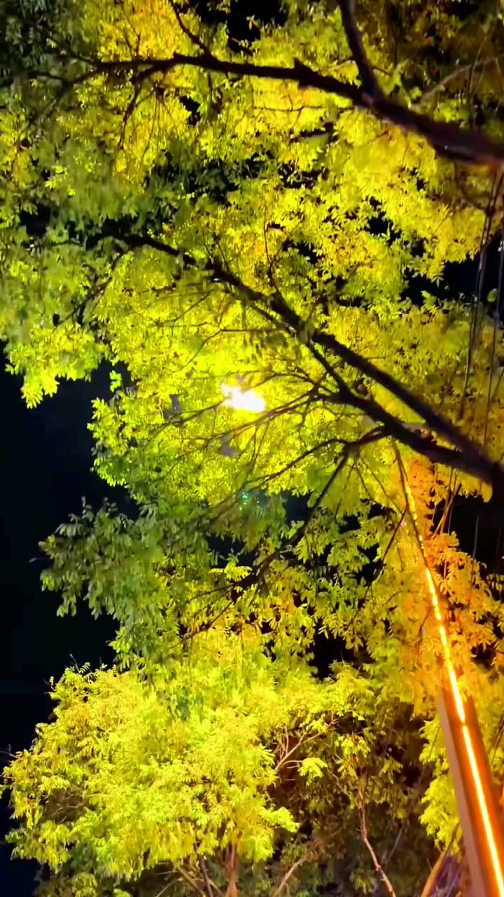 晚秋的夜晚一样美丽