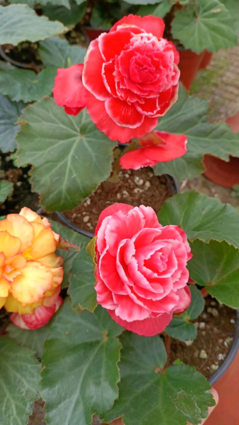 夫妻海棠就像水做的一样,太漂亮了