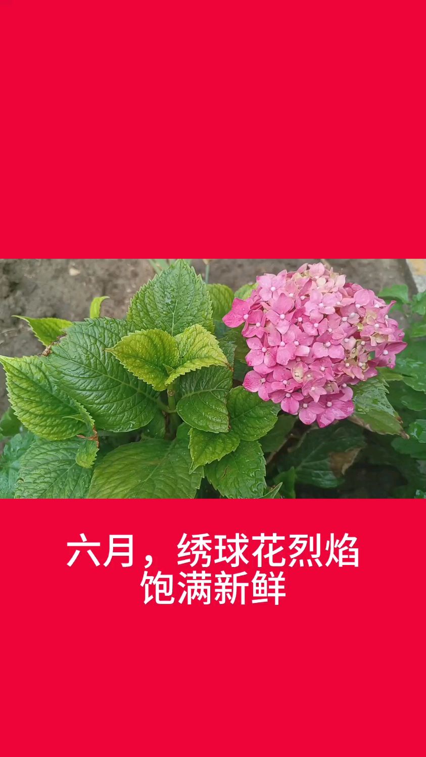 六月,绣球花烈焰饱满新鲜