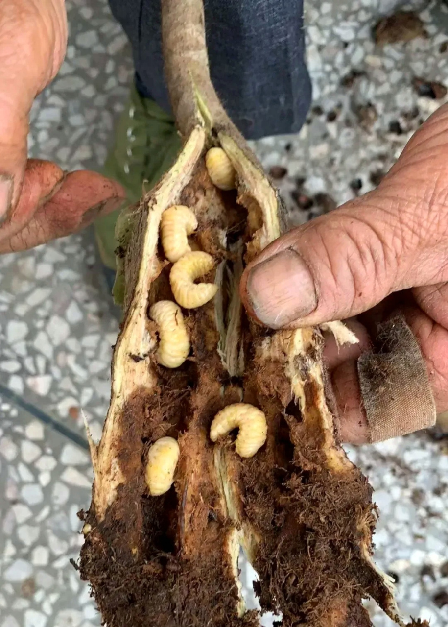 昨天回乡下,在路边看到一位老爷爷摆了一堆长满虫子的树干.