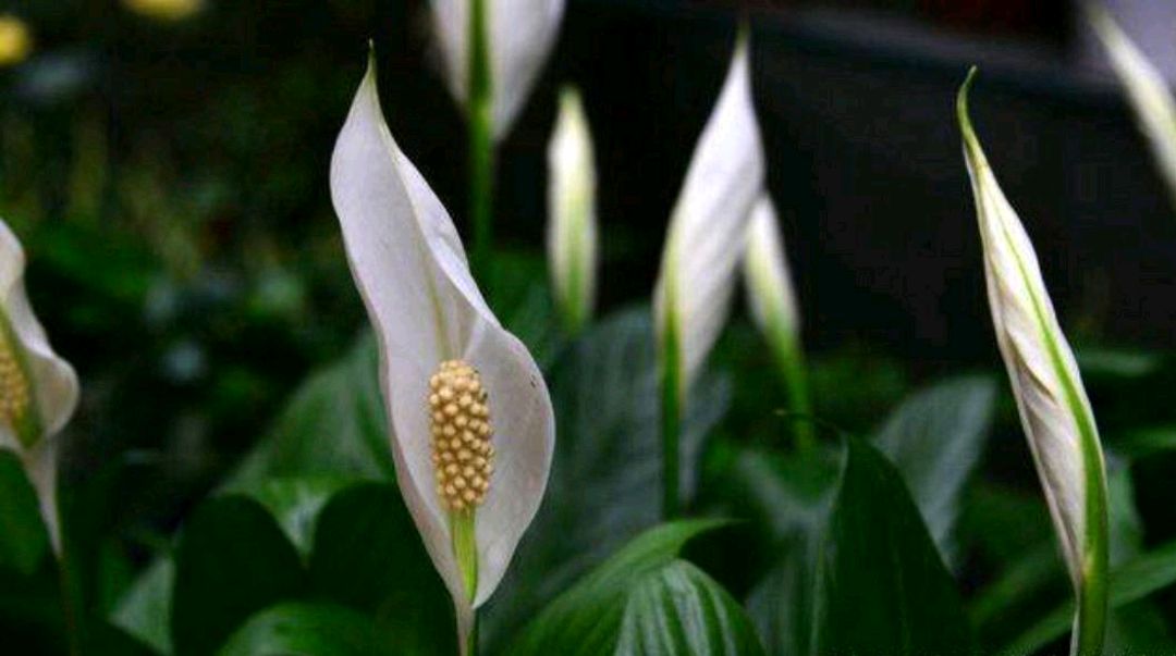 黑白线描手绘花卉,白鹤芋